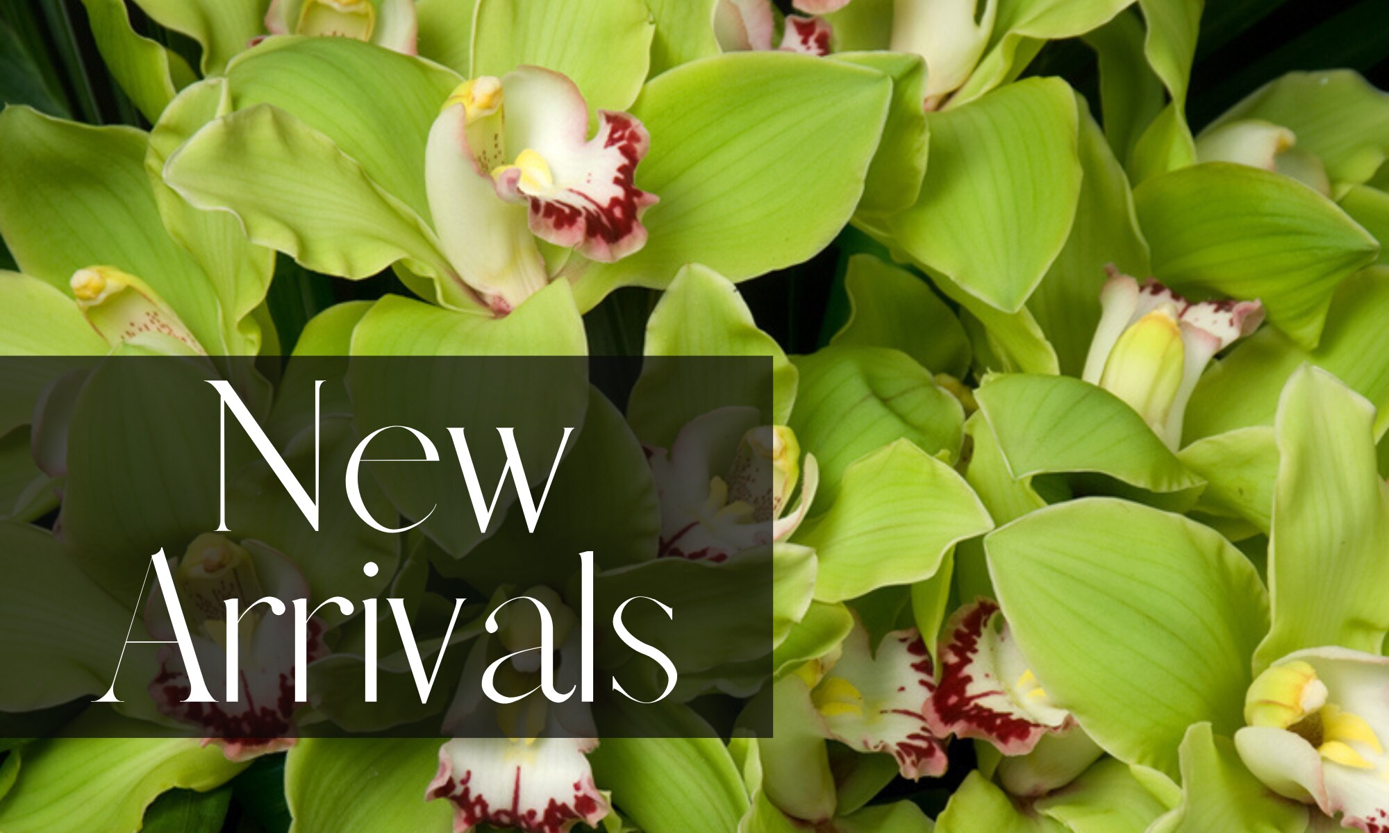 New Flower Arrivals